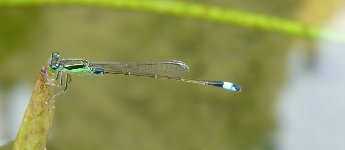 Can Dragonflies Keep Mosquitoes Away? Temasek